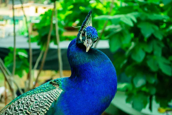 Portrét Krásného Indického Modrého Ptáka Páva Zavřít Obrázek Skladu — Stock fotografie