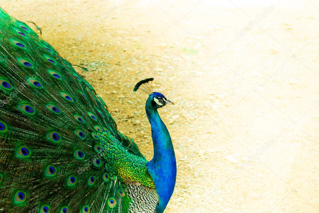 Portrait of a beautiful Indian blue headed male peacock bird. Close up stock image.