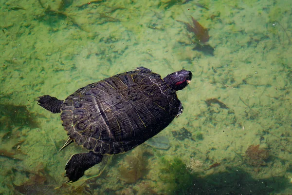 Żółw Wodny Trachemys Scripta Pływa Stawie Słoneczny Dzień Poziomy Obraz — Zdjęcie stockowe