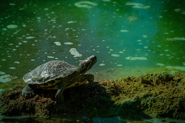 Rybník Jezdec Želva Trachemys Scripta Vyhřívá Slunci Skále Rybníku Vodorovný — Stock fotografie