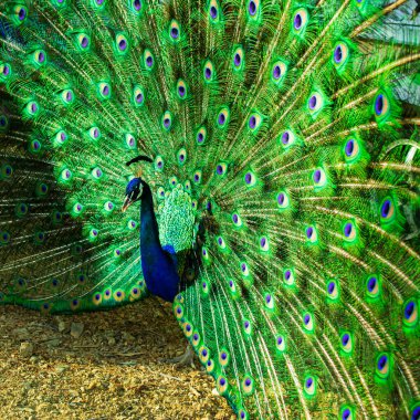 Güzel bir Hintli erkek tavus kuşu renkli kuyruğunu gösteriyor. Resim yükle.