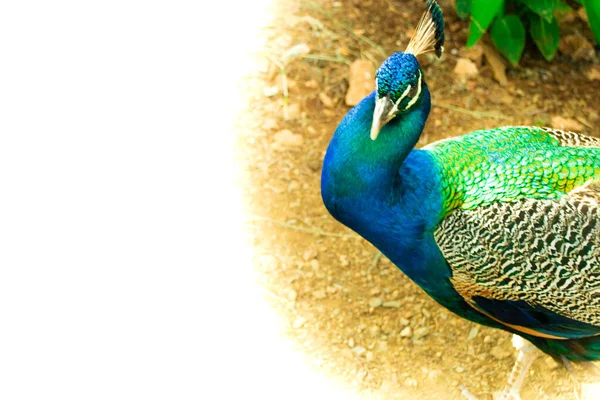 Detailní Záběr Krásného Indiánského Páva Ptáka Který Ukazuje Svůj Barevný — Stock fotografie