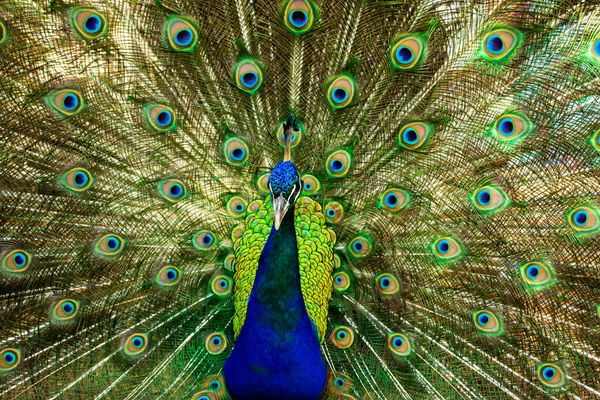 Detailní Záběr Krásného Indiánského Páva Ptáka Který Ukazuje Svůj Barevný — Stock fotografie