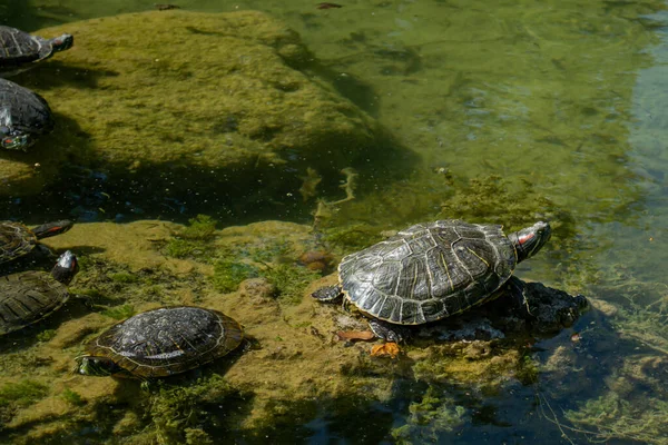 Plenty Pond Slider Water Turtle Trachemys Scripta Basking Sun Rocks — Stock fotografie