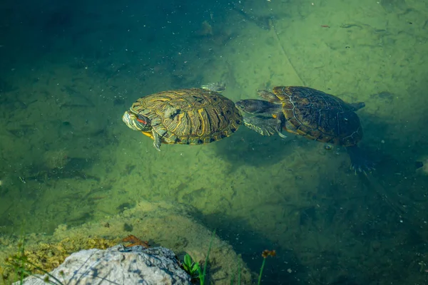 Vijver Slider Aqua Schildpadden Trachemys Scripta Zwemmen Een Vijver Een — Stockfoto