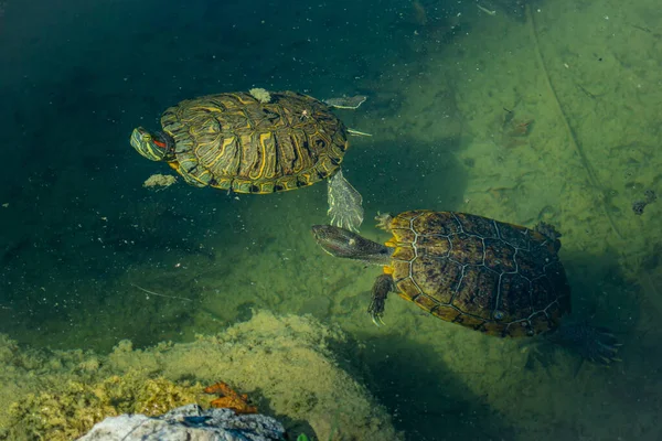Güneşli bir günde iki gölet kaygan kaplumbağası (Trachemys scripta) bir gölette yüzerler. Yatay stok resmi.
