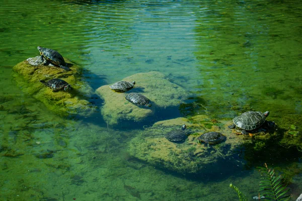Plenty Pond Slider Water Turtle Trachemys Scripta Basking Sun Rocks — Stock fotografie