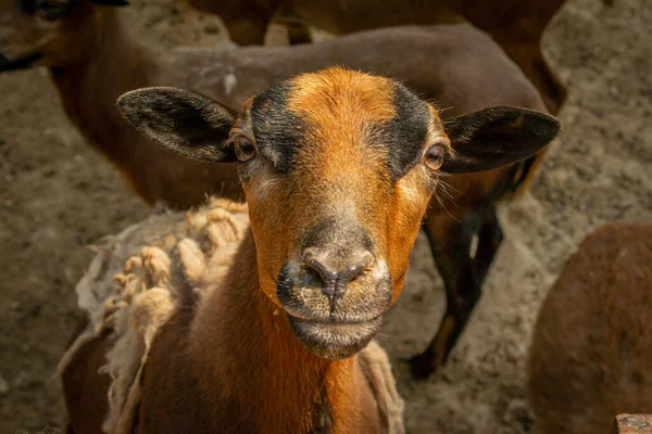 Close up portrait of a brown and black young goat looking to the camera, farm animal photo.