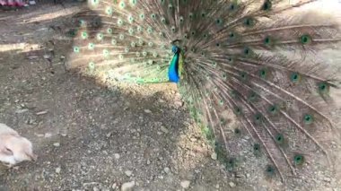 4K stok video güzel bir Hintli erkek tavus kuşu sallanan ve renkli tüylü kuyruğunu tavuklara gösteren.