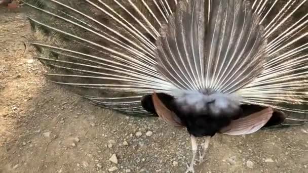 Відеозапис Чудового Індійського Павичевого Птаха Який Показує Трясе Своїм Барвистим — стокове відео