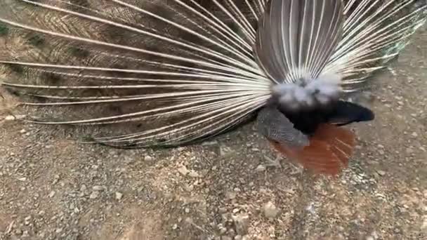 Stock Video Van Een Prachtige Indiase Pauw Vogel Tonen Schudden — Stockvideo
