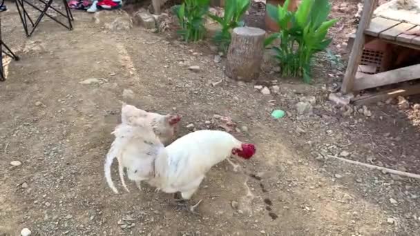 白い鶏と鶏が農場の裏庭を歩いていて 食べ物を探しています 4Kストックビデオ — ストック動画