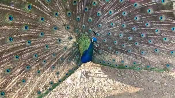 Stock Video Eines Schönen Indischen Männlichen Pfauenvogels Der Zittert Und — Stockvideo