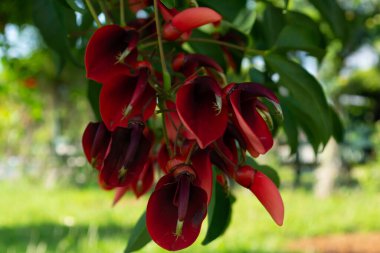Kırmızı çiçekli bir ağacın tepesinde - erythrina crista-galli aynı zamanda mercan ağacı ve alev ağacı olarak da bilinir. Resim yükle.