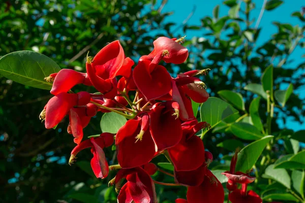 Close Van Een Boom Met Rode Bloemen Erythrina Crista Galli — Stockfoto