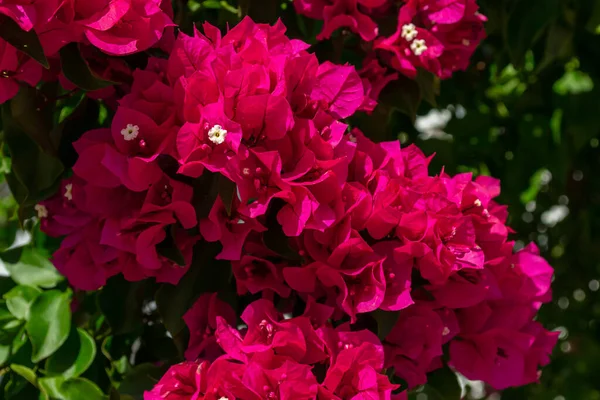 Gros Plan Bougainvilliers Rose Vif Par Une Journée Ensoleillée Image — Photo