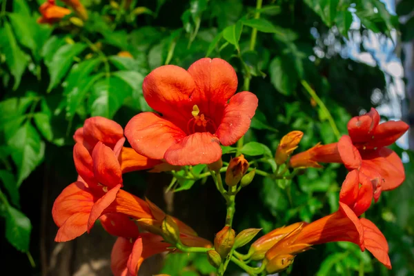 Close Van Rode Klimmer Bloem Campsis Ook Bekend Als Trompet — Stockfoto