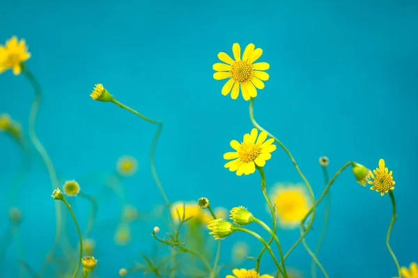 Kleine Mooie Gele Daisy Blauwe Achtergrond — Stockfoto