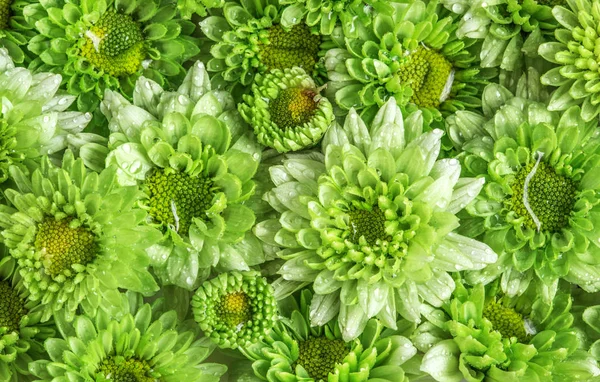 Mjuk Färsk Grön Blomma Med Regn Vattendroppe För Kärlek Romantisk — Stockfoto