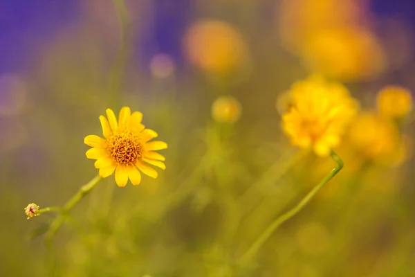 Kleine Mooie Gele Daisy Blauwe Achtergrond — Stockfoto