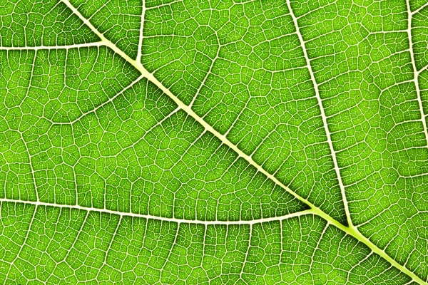 Close Green Leaf Texture Green Nature Abstract Background — Stock Photo, Image