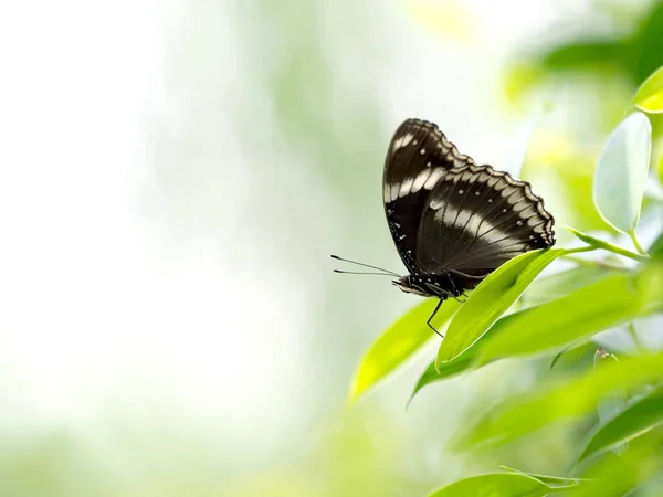 Czarny Motyl Zielony Liść Bliska Relaks Spokojny Natury Koncepcja — Zdjęcie stockowe