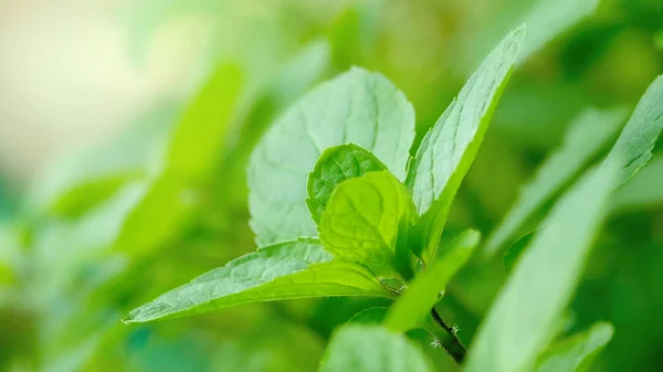 Cerrar el árbol orgánico menta menta verde hoja de menta —  Fotos de Stock