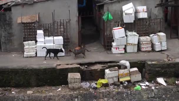 Perros Entre Basura Las Cajas Espuma Poliestireno Hanoi Junto Puente — Vídeo de stock