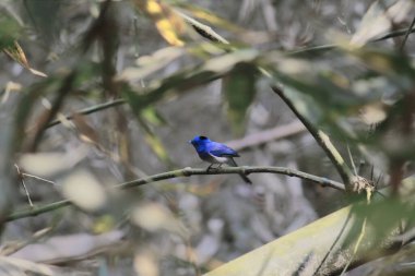 Hindistan 'ın batı bengal kırsalında siyah peçeteli ya da siyah peçeteli mavi sinekkapan (hipotimis azurea).