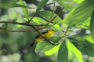 güzel erkek iora (aegithina tiphia) bir dalın üzerinde, tropikal yağmur ormanlarında, Batı Bengal, Hindistan