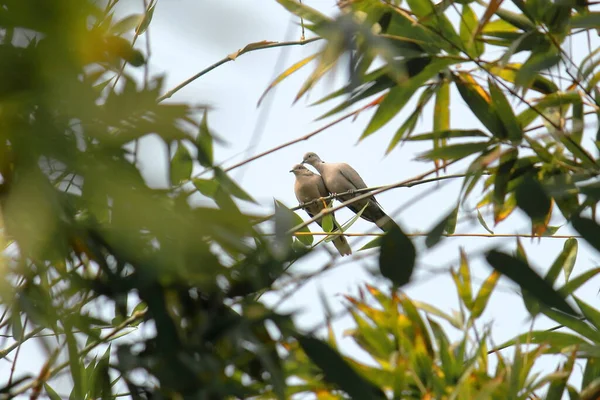 Par Pombas Colarinho Eurasiático Streptopelia Decaocto — Fotografia de Stock