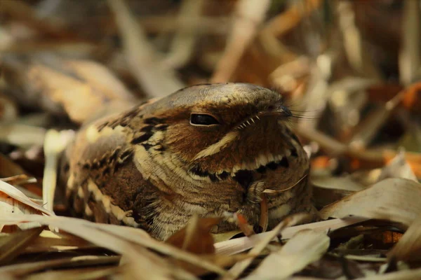 Камуфляж Мужской Индийской Козодой Caprimulgus Indicus Сухой Лесной Земле Дельте — стоковое фото