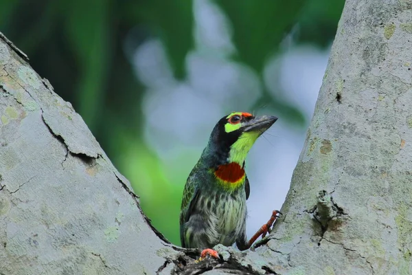 Schöne Und Farbenfrohe Tropische Vogel Kupferschmied Barbet Oder Purpurfarbene Brustrarbet — Stockfoto