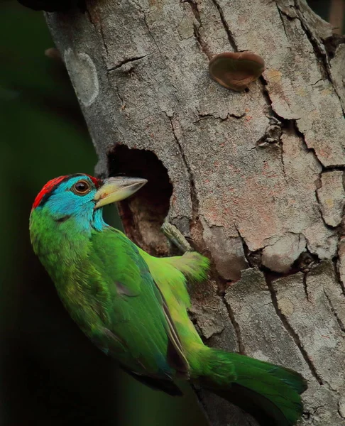 Egy Kék Torkú Barbet Vagy Psilopogon Asiaticus Bussy Építeni Fészek — Stock Fotó