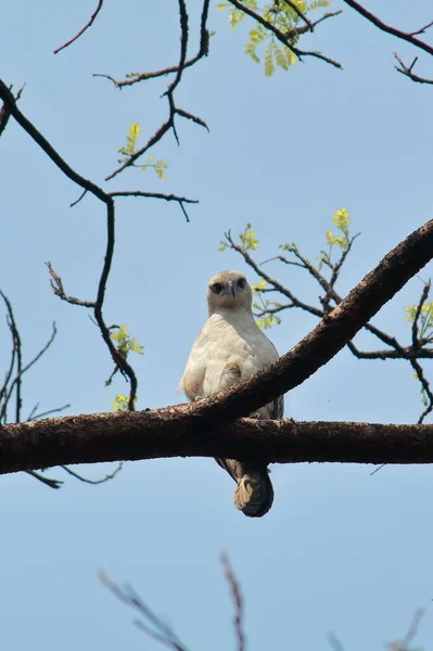 インドの西ベンガルのサンダルバンド デルタ地域に生息する鷹のワシ ニサエトス サーラハトゥス の幼体で — ストック写真