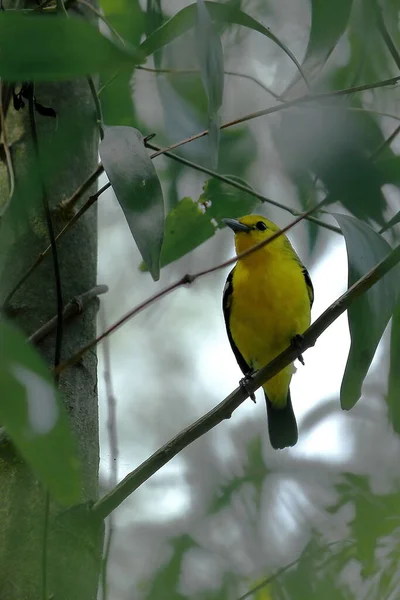 Beautiful Male Common Iora Aegithina Tiphia Perching Branch Tropical Rainforest — Stock Photo, Image