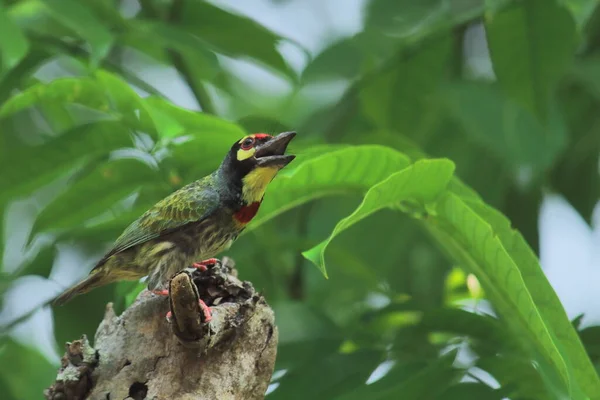 Barbet Cuivré Barbet Poitrine Cramoisie Psilopogon Haemacephalus Gazouille Été Campagne — Photo