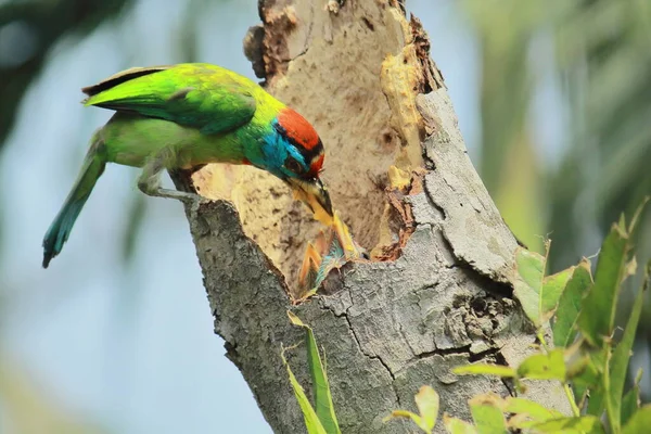 Schöne Blaukehl Barbettmama Psilopogon Asiaticus Oder Megalaima Asiatica Füttert Ihre — Stockfoto