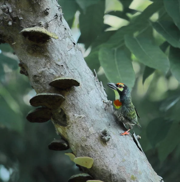 Réz Barbet Vagy Karmazsinmellű Barbet Psilopogon Haemacephalus Vagy Megalaima Haemacephala — Stock Fotó