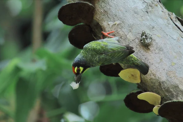 Kupferschmied Barbet Psilopogon Haemacephalus Oder Megalaima Haemacephala Sitzt Auf Einem — Stockfoto