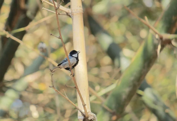 Cinereous Tit Parus Cinereus Treated Subspecies Great Tit Bird Parus — Fotografia de Stock