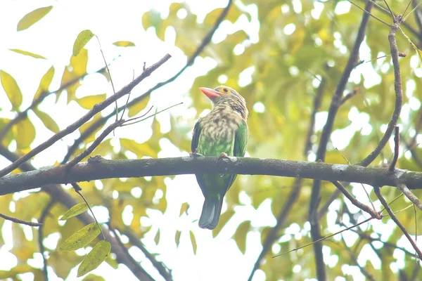 Belo Barbet Linear Psilopogon Lineatus Empoleirado Uma Árvore Temporada Outono — Fotografia de Stock