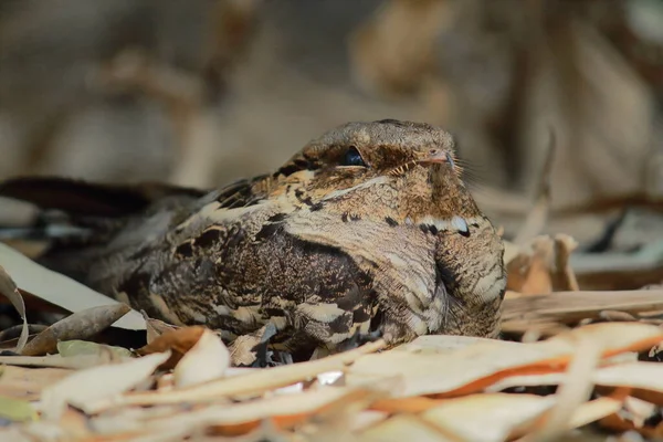 Camuflagem Boião Selva Indígena Nigthjar Cinzento Caprimulgus Indicus Chão Floresta Imagens De Bancos De Imagens Sem Royalties