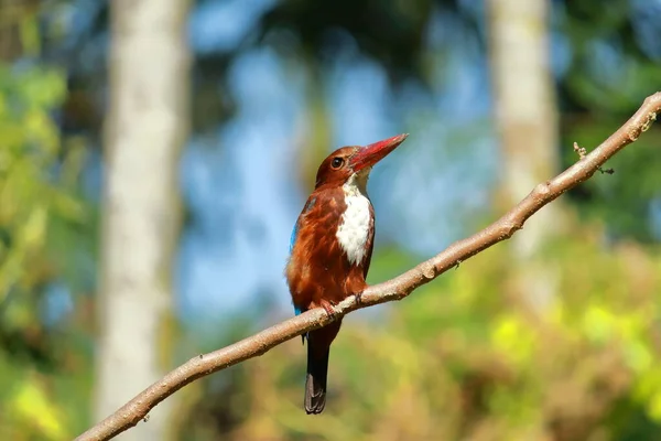 在印度西部边疆地区的一个分枝上栖息着的一种白色的断奶翠鸟或白喉翠鸟 — 图库照片