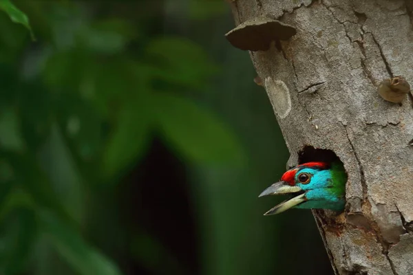 Blaukehlbarbe Psilopogon Asiaticus Oder Megalaima Asiatica Schaut Von Ihrem Nest — Stockfoto