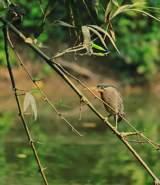 a striated heron or little heron or mangrove heron (butorides striata) perching on a branch, sundarbans, west bengal in india