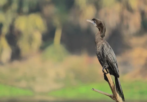 インドの西ベンガルのコルカタ近くにあるパーバストリ保護区やチュピールチャール チュピ湖 の枝に群がる 繁殖していない羽毛の中の小さな鵜 マイクロカルボ ニガー — ストック写真