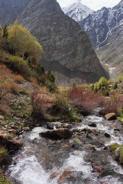 Dağ deresi yemyeşil vadiden akıyor. Etrafı karla kaplı Himalaya dağlarıyla çevrili. Jispa 'da, Lahaul vadisinde, Himachal Pradesh, Hindistan' da.