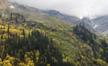 manzaralı dağ manzarası ve kullu vadideki Manali tepesi yakınlarındaki alp ormanı, himalaya dağlarında macera yolculuğu, himachal pradesh, Hindistan
