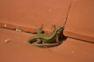 Turuncu çatılı yeşil küçük kertenkele